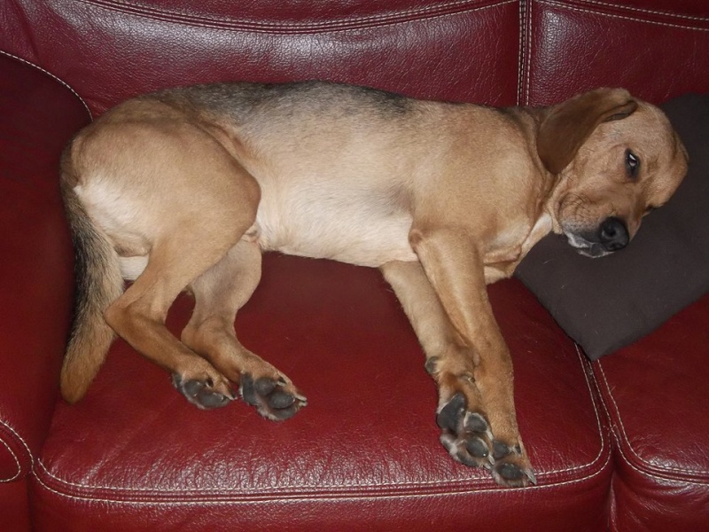ELKY - croisé beagle - 4 ans Fa Bourneau 10312710