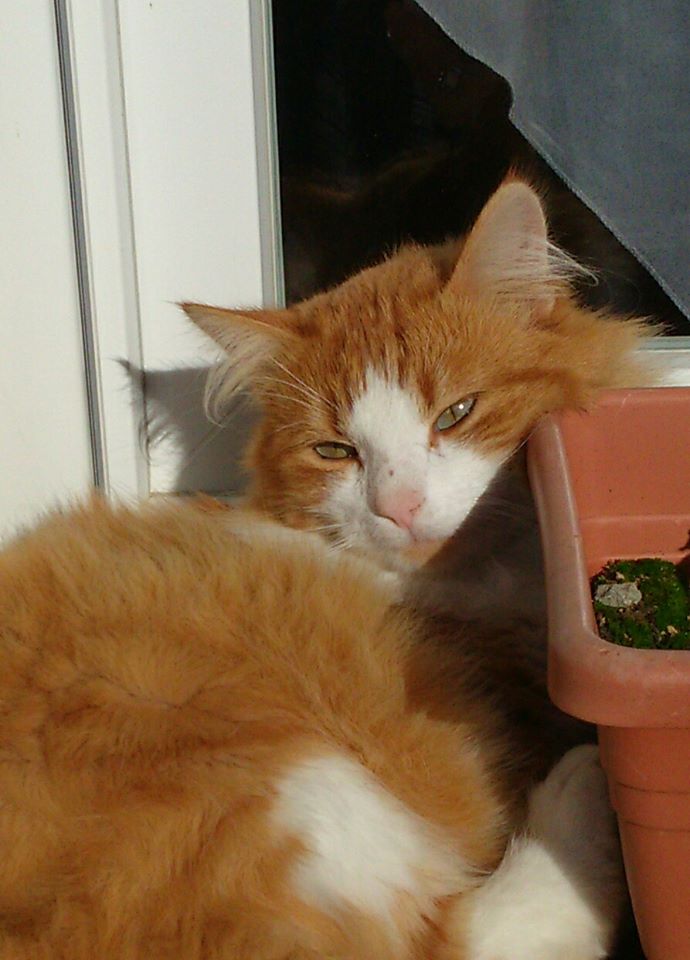 IOKO chaton de 6 mois poils longs roux et blanc Ioko10