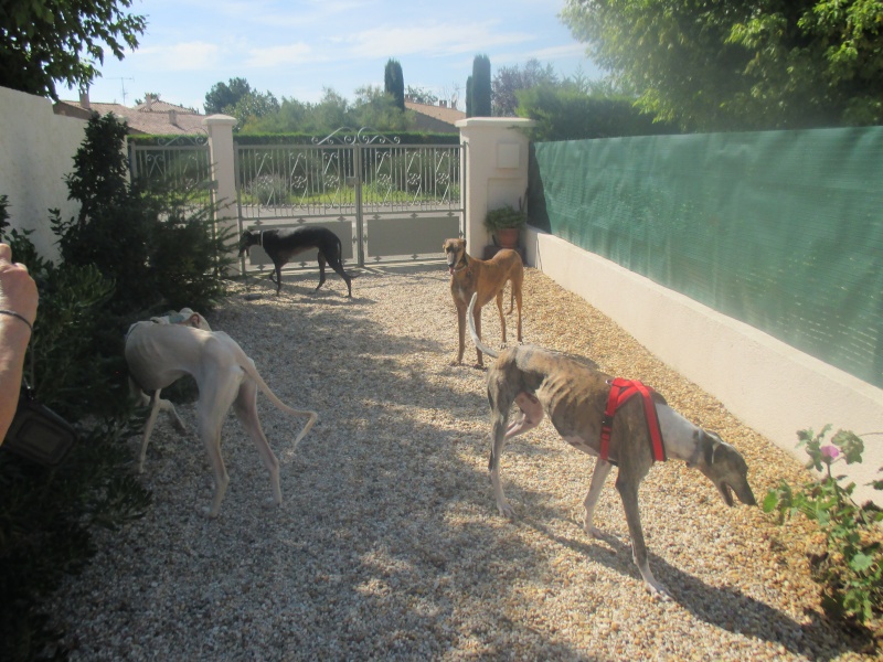 Gustavo galgos à l'adoption "Scooby France " Adopté - Page 23 Img_0012