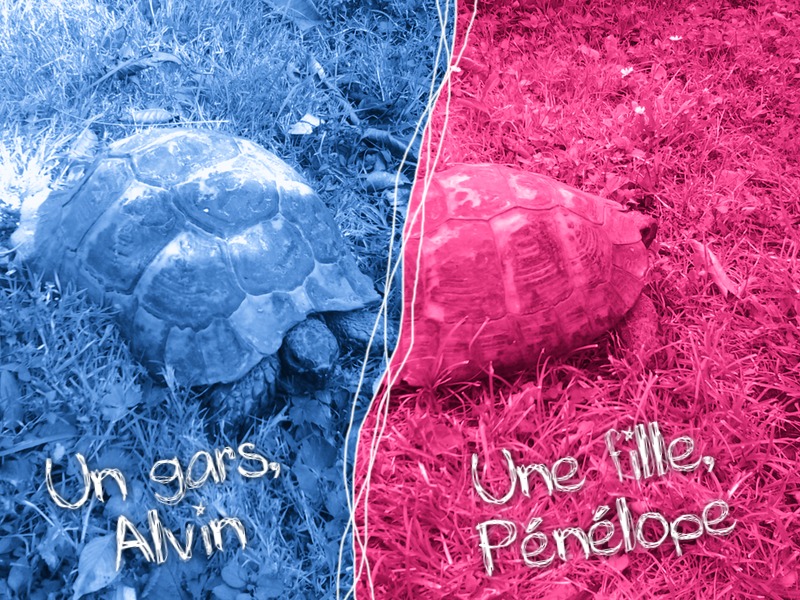 ALVIN, tortue  Pixiz_10