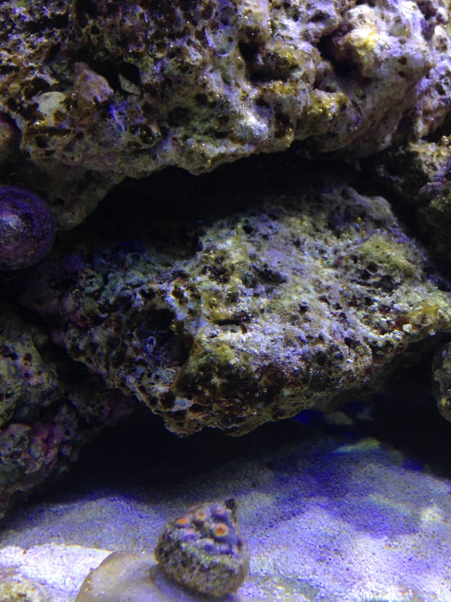 Algues marrons avec bulles + nécrose de coraux Img_1011