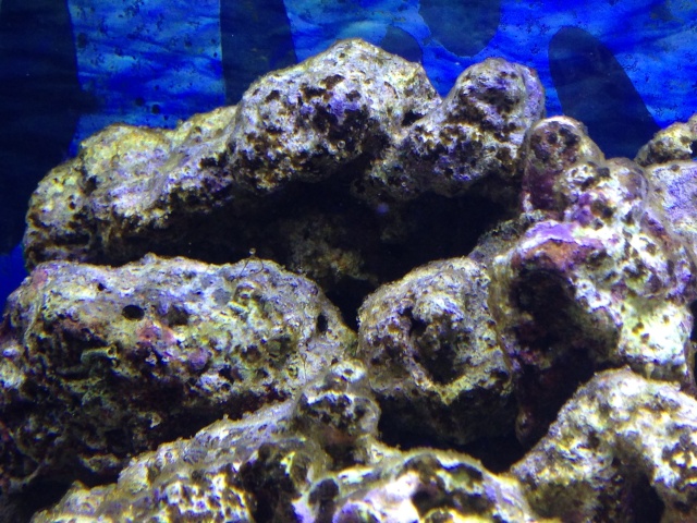 Algues marrons avec bulles + nécrose de coraux Img_1012