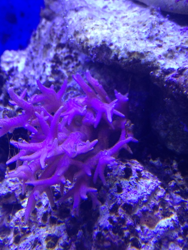 Algues marrons avec bulles + nécrose de coraux Img_1013