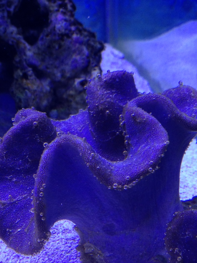 Algues marrons avec bulles + nécrose de coraux Img_1014