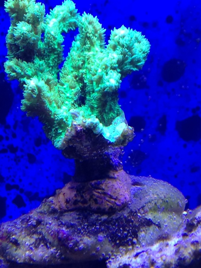 Algues marrons avec bulles + nécrose de coraux Img_1015