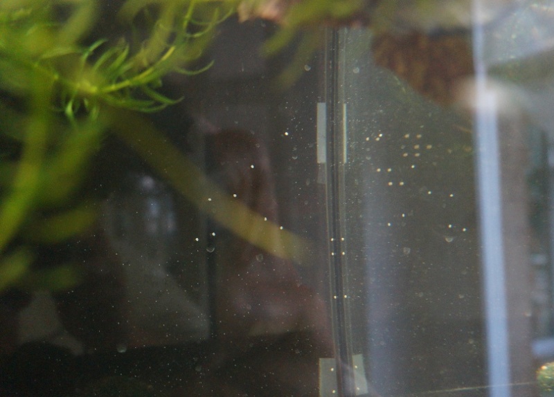 petites boules blanches dures collées sur parois aquarium : keskecé? Dsc02020
