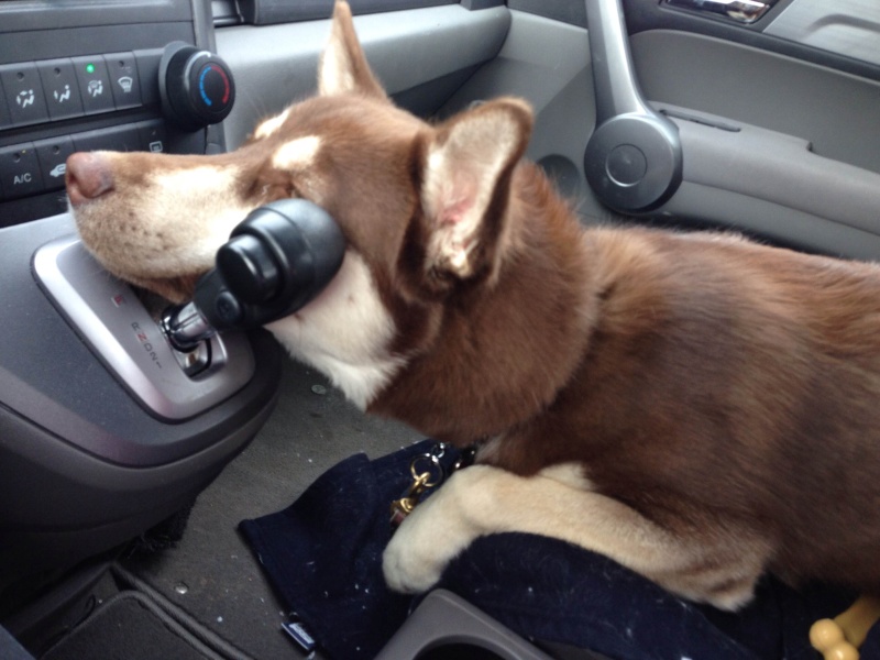 How does your husky sit in the car - Page 2 Photo110