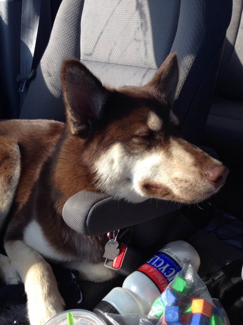 How does your husky sit in the car - Page 2 Photo210