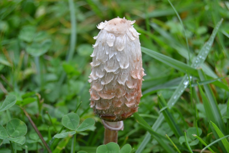 Coprinus comatus Dsc_0212