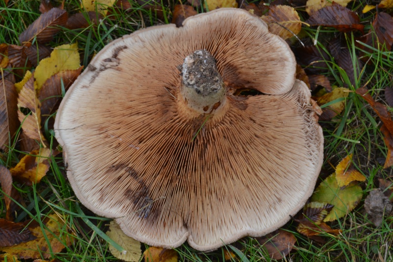 Champi brun [Paxillus involutus] Dsc_0314