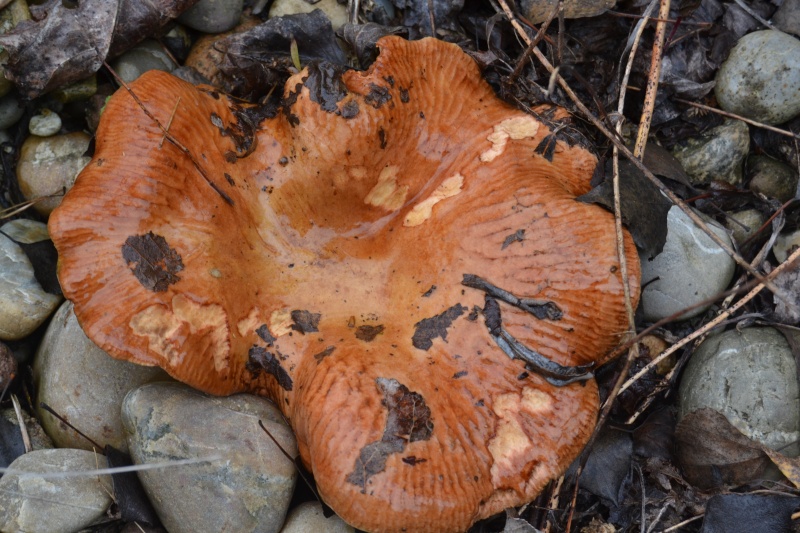 Champi brun [Paxillus involutus] Dsc_0315