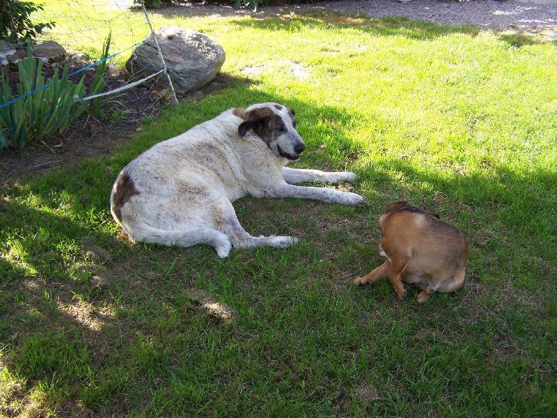 Urgent - REME - masti 10 ans (sauvé de la decharge où il vivait - vite le sortir de son box bien trop petit)) Asso Une Histoire de Galgos - Espagne 10460610