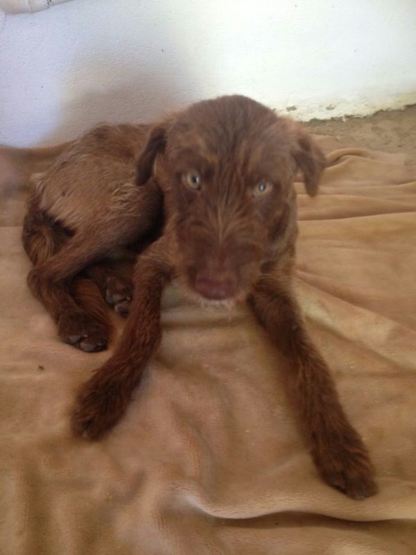 Urgent - BONGHI - x 6 mois - (attaqué par les autres chiens)  Asso Une Histoire de Galgos (Espagne) Bongui17