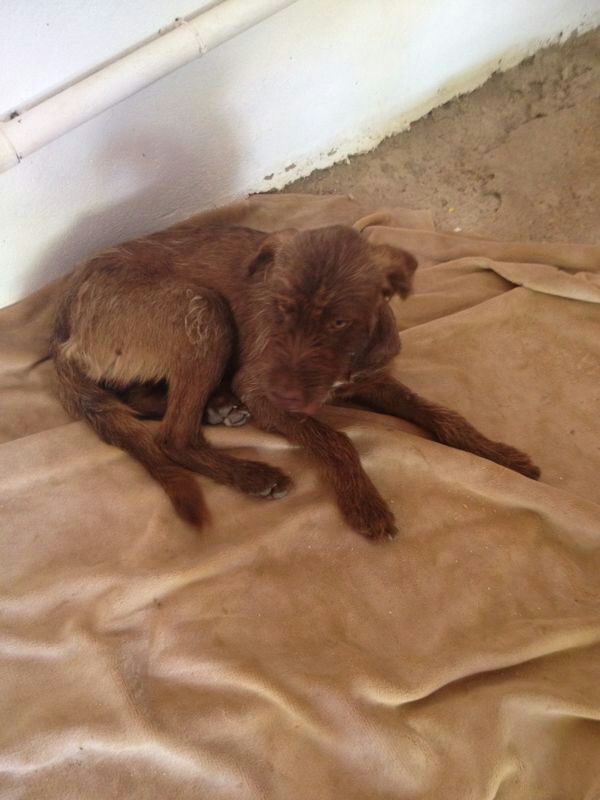 Urgent - BONGHI - x 6 mois - (attaqué par les autres chiens)  Asso Une Histoire de Galgos (Espagne) Bongui18