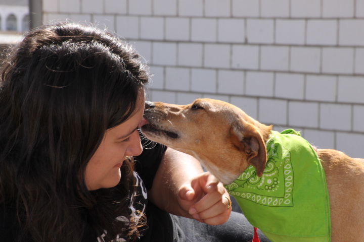 CORALINA - x 2 ans - Asso Une Histoire de Galgos - Espagne Corali14