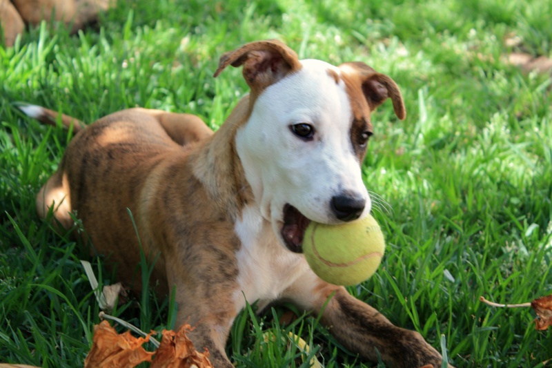 LINA - née mi mars 2014 - Asso Une Histoire de Galgos (Espagne) Img_5913