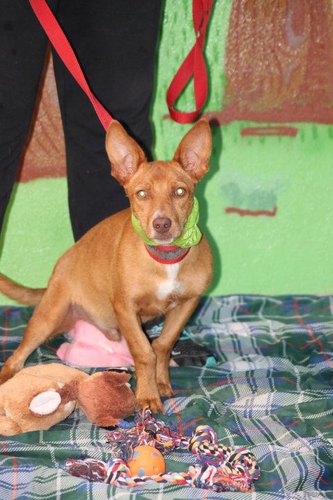 urgent - LUCAS - podenco 1 1/2 an  - Asso Une Histoire de Galgos - Espagne Lucas_28