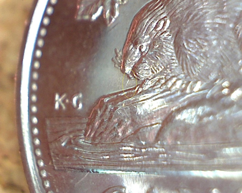 2006 - Coins Entrechoqués sous Bouche du Castor (Die clash) 5_cent77