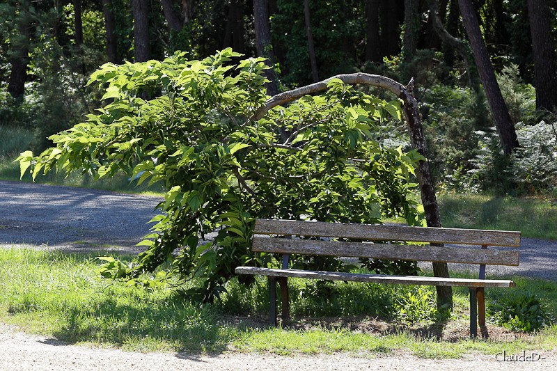 Rendez-vous sur le banc de... - Page 4 Banc611