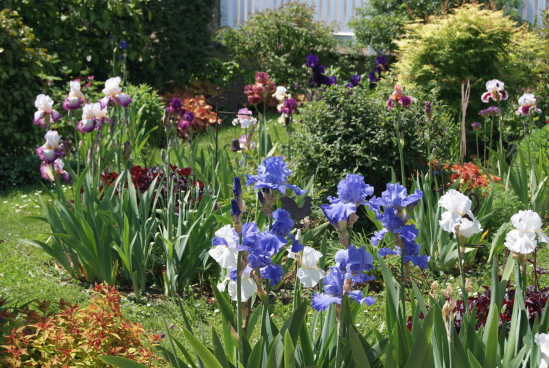 Iris en situation, dans les jardins Dsc01623