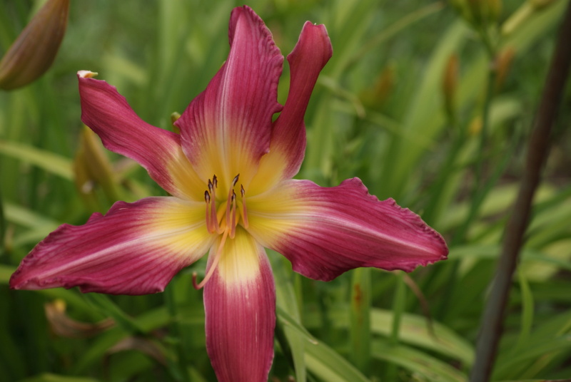 Hemerocallis - des variétés - Page 10 Dsc04212