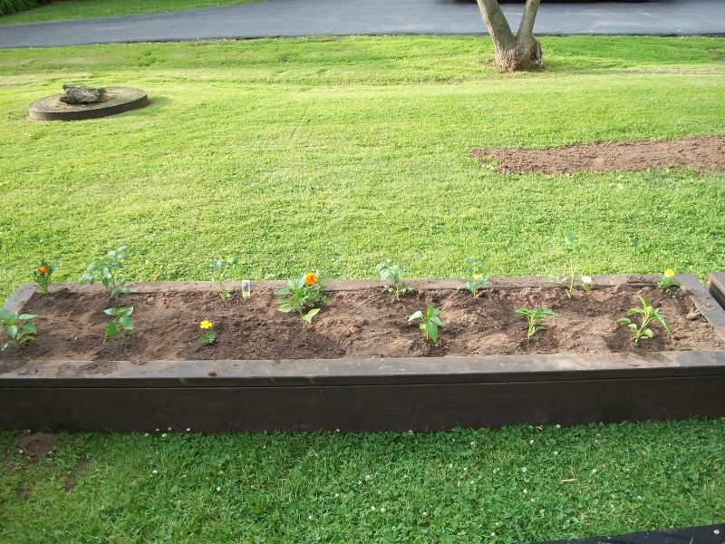 My new raised beds are planted 102_0421