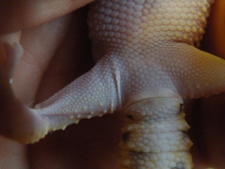 Gecko léopard très maigre Dscf3810