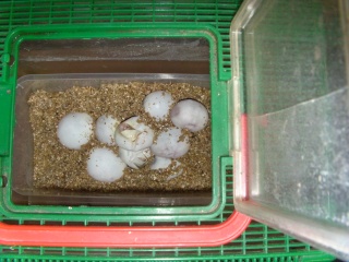 Pantherophis guttatus Dvci0111