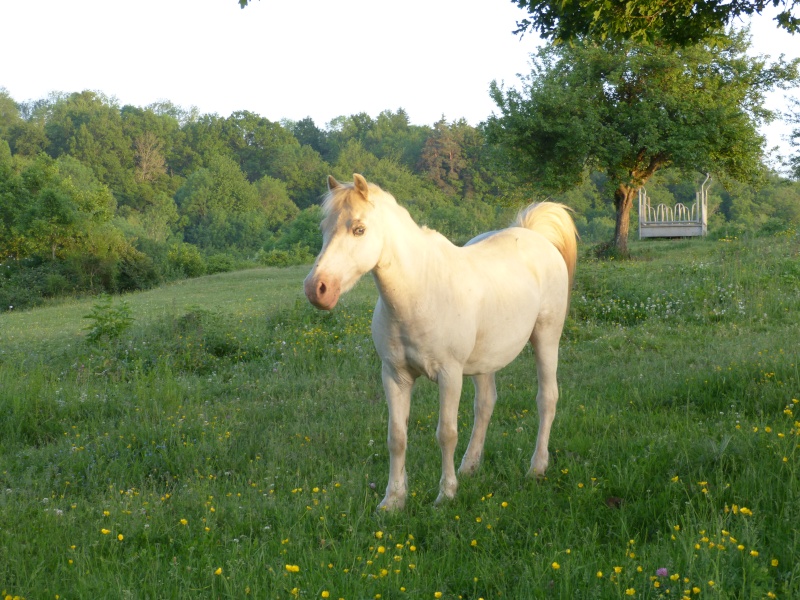 (Dept19) BAMBY, poney ONC, réservé par Saphir !!!! (Mai 2014) - Page 2 P1000511