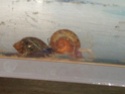 j ai decouvert un escargot dans mon aquarium  Bb_esc10