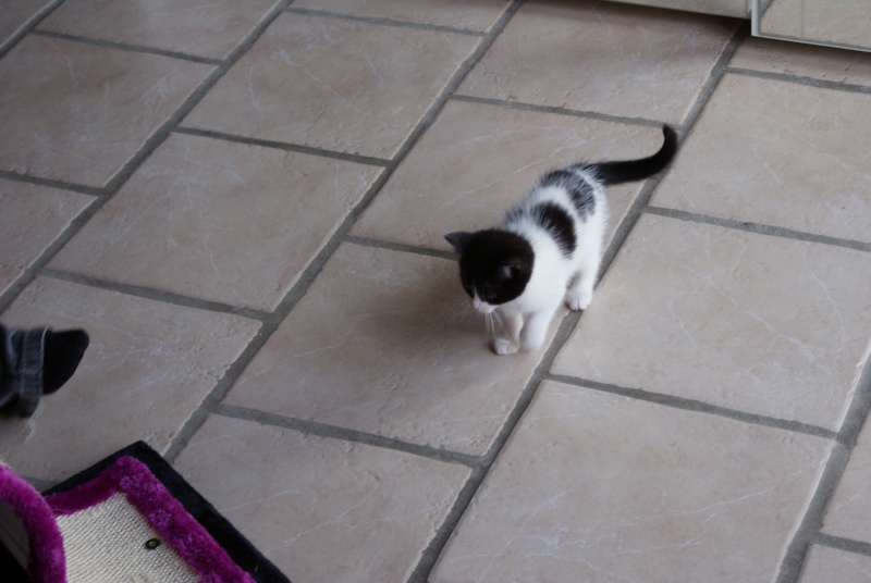 Janice,chaton femelle née le 20 mars adoptée Dsc03414