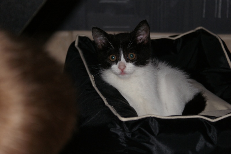 Janice,chaton femelle née le 20 mars adoptée Dsc03422