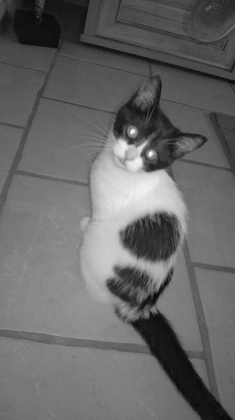 Janice,chaton femelle née le 20 mars adoptée Wp_20112