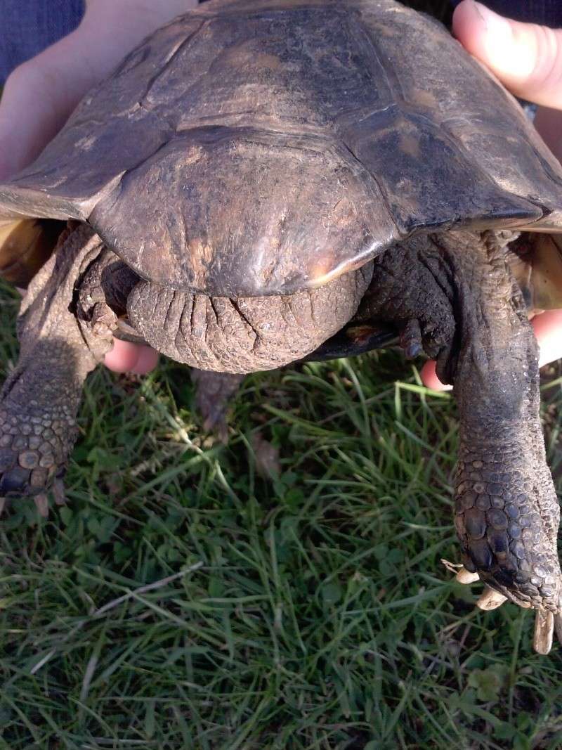 identification des mes tortue Cam00914