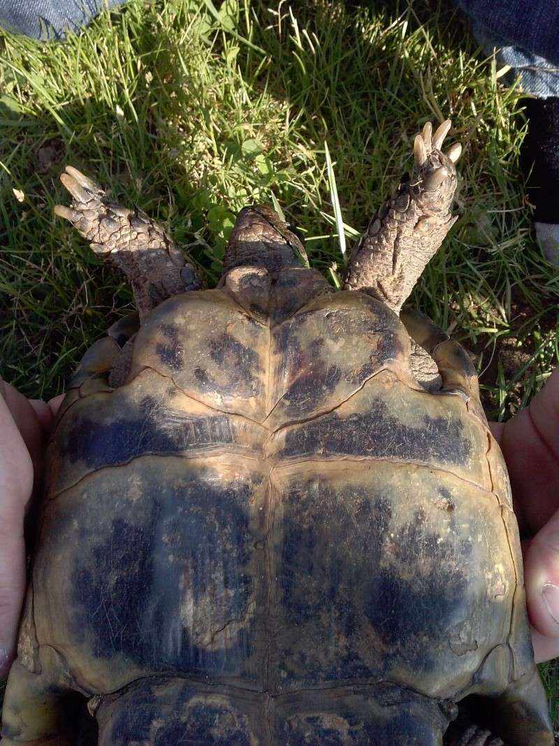 identification des mes tortue Cam00915