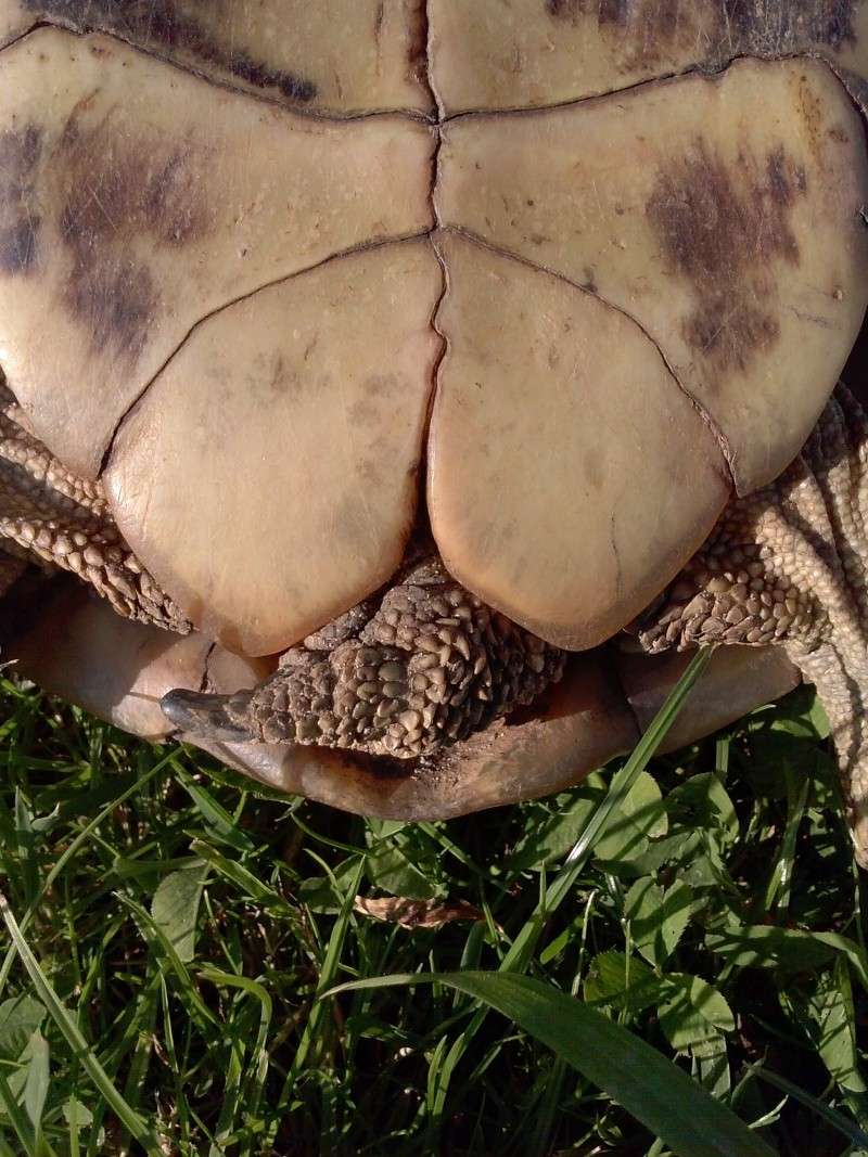 identification des mes tortue Cam00916
