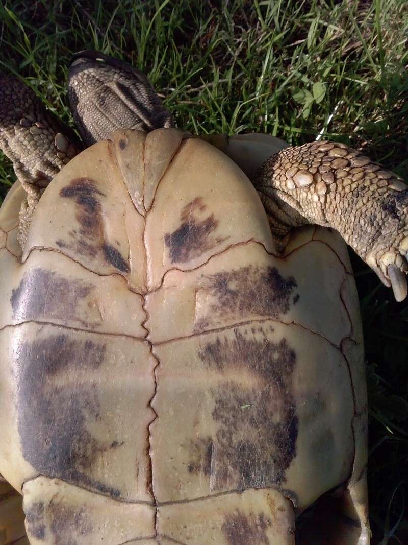 identification des mes tortue Cam00917