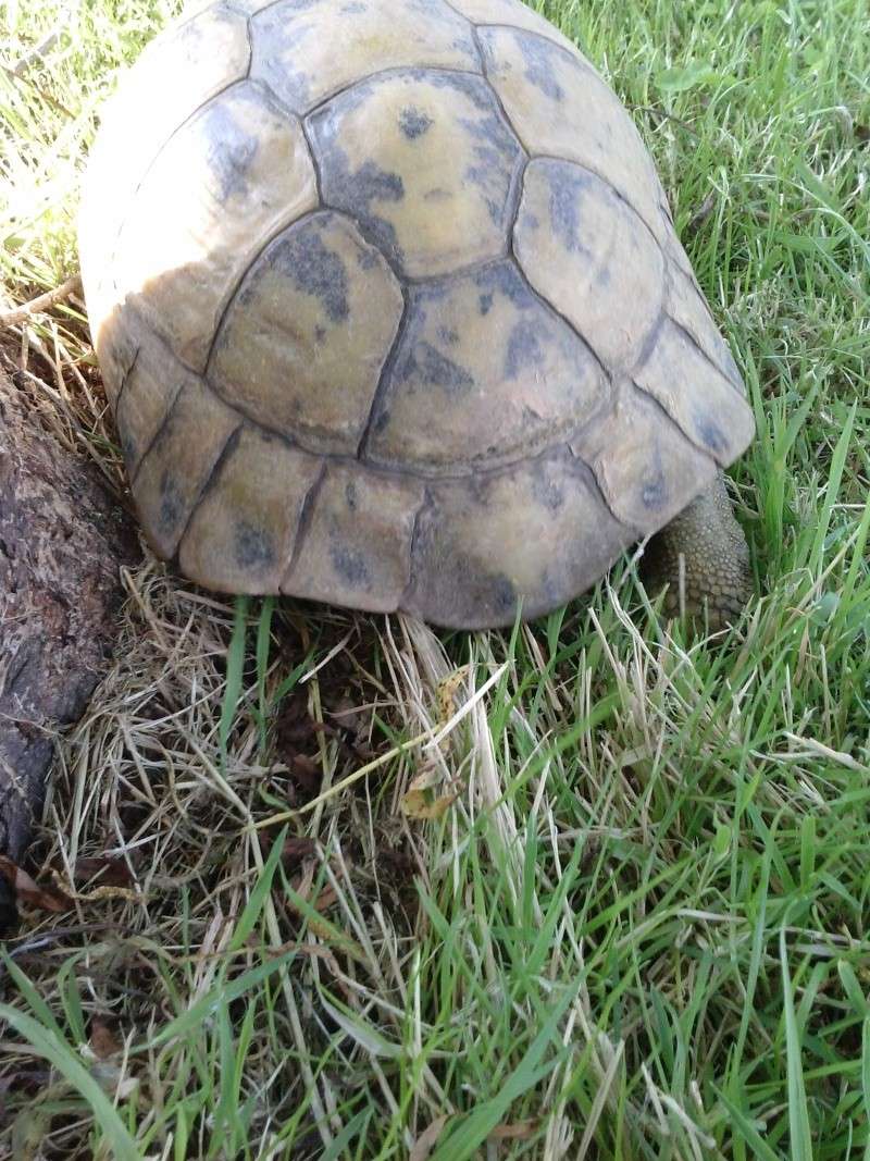 identification des mes tortue Cam00918