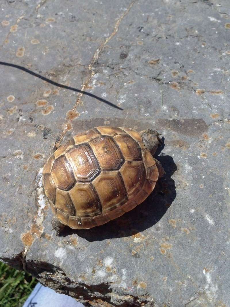 identification des mes tortue Cam01013