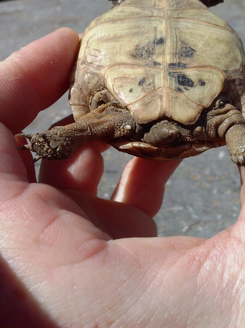 identification des mes tortue Cam01014