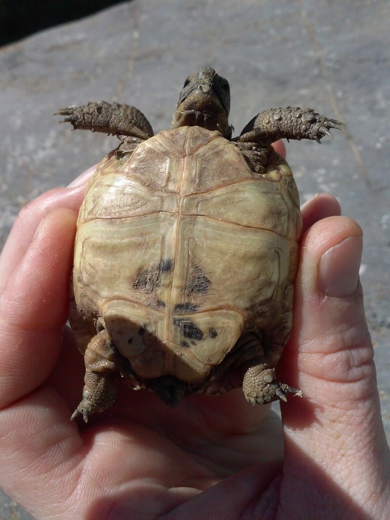 identification des mes tortue Cam01015
