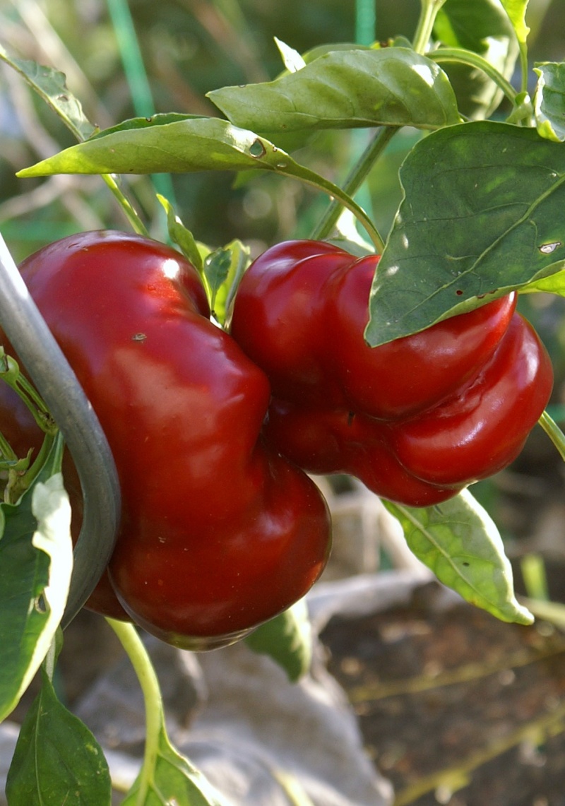 Garten von Sabine1109 Tomate11