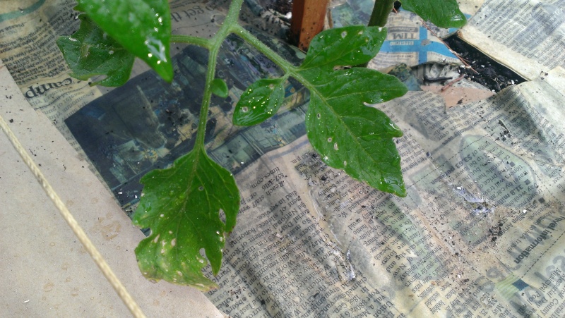 Sweet Cherry Tomato Leaves Sweet_11