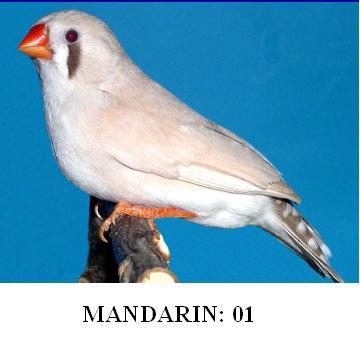 IDENTIFICATION DES MANDARINS Mandar10