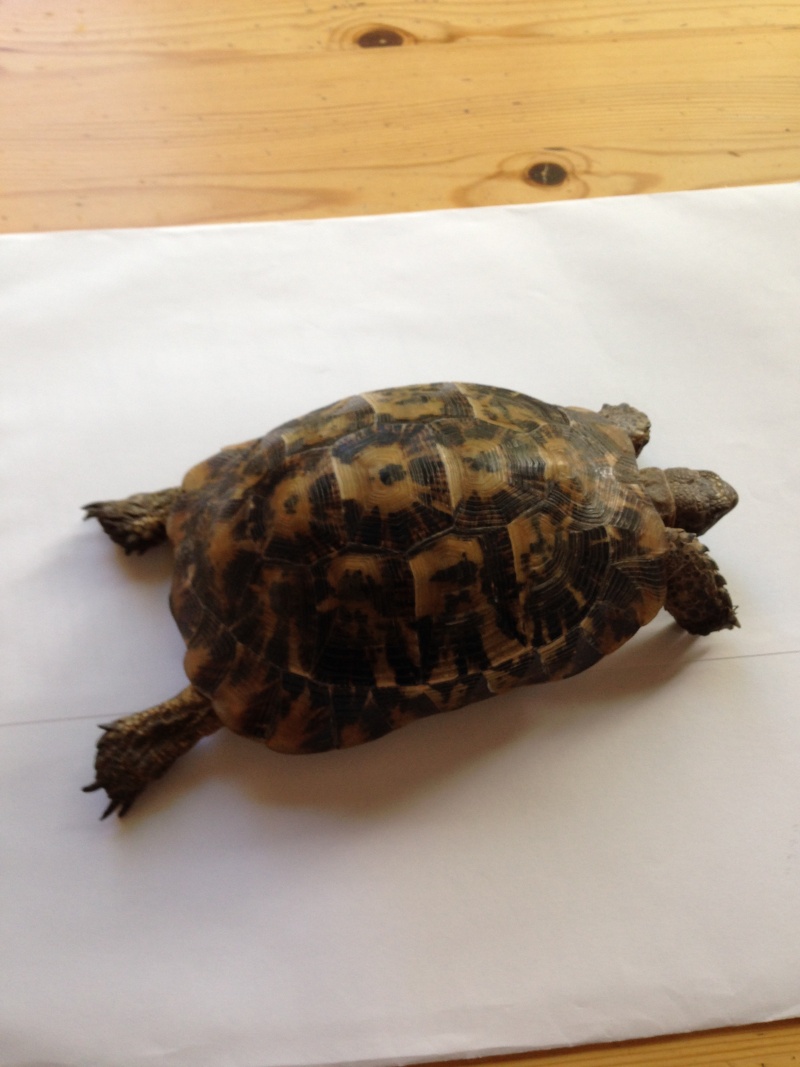 identification de mes tortues Img_0311