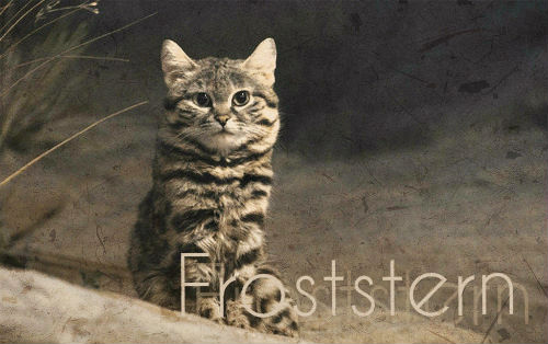 Froststern || Anführerin des SeidenClans Frosts11