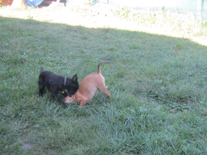 IONA (Shella) et ses trois bébés Rougaï (Ringo), Lyna et Lana  (Protection Rapprochée) Img_1011