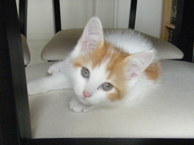 Jorah, chaton blanc et roux, né vers mi-juillet (adopté) Jorah_10