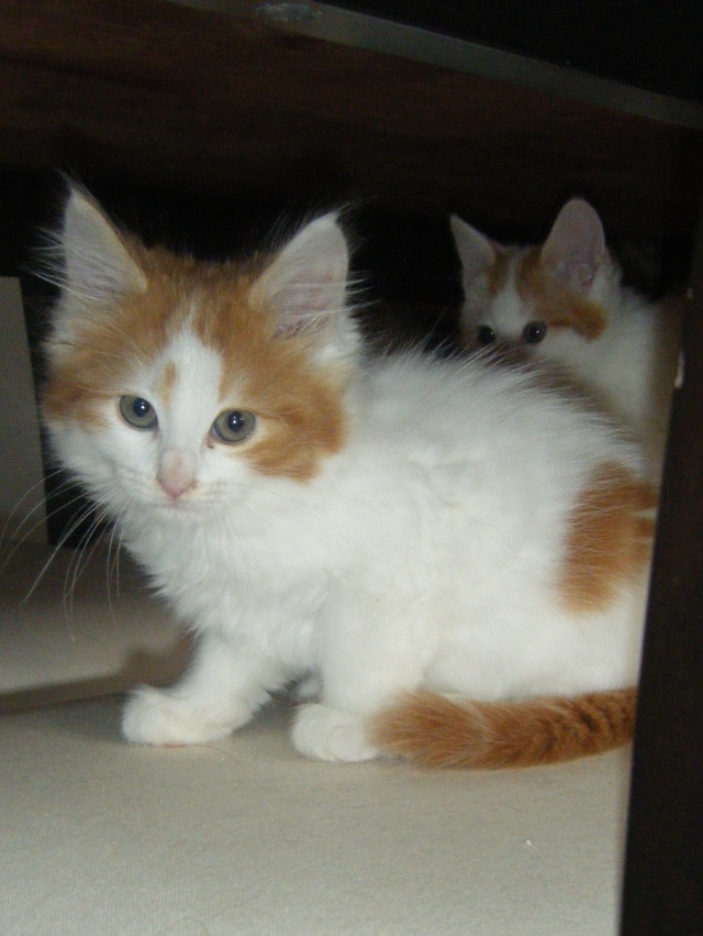 Renly, chaton blanc et roux, né vers mi-juillet 2014 (adopté) Renly_10