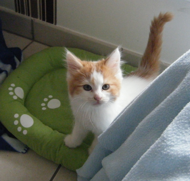Renly, chaton blanc et roux, né vers mi-juillet 2014 (adopté) Renly_11
